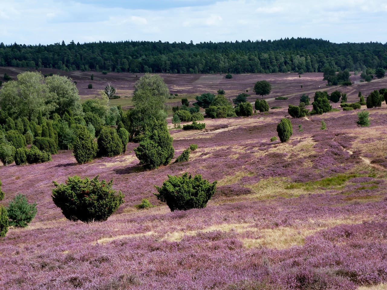 Luftbild Heideblüte Lüneburger Heide - Bild von Marlis Dülsen auf Pixabay